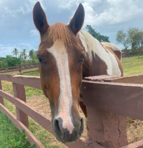 Sea Horse Ranch