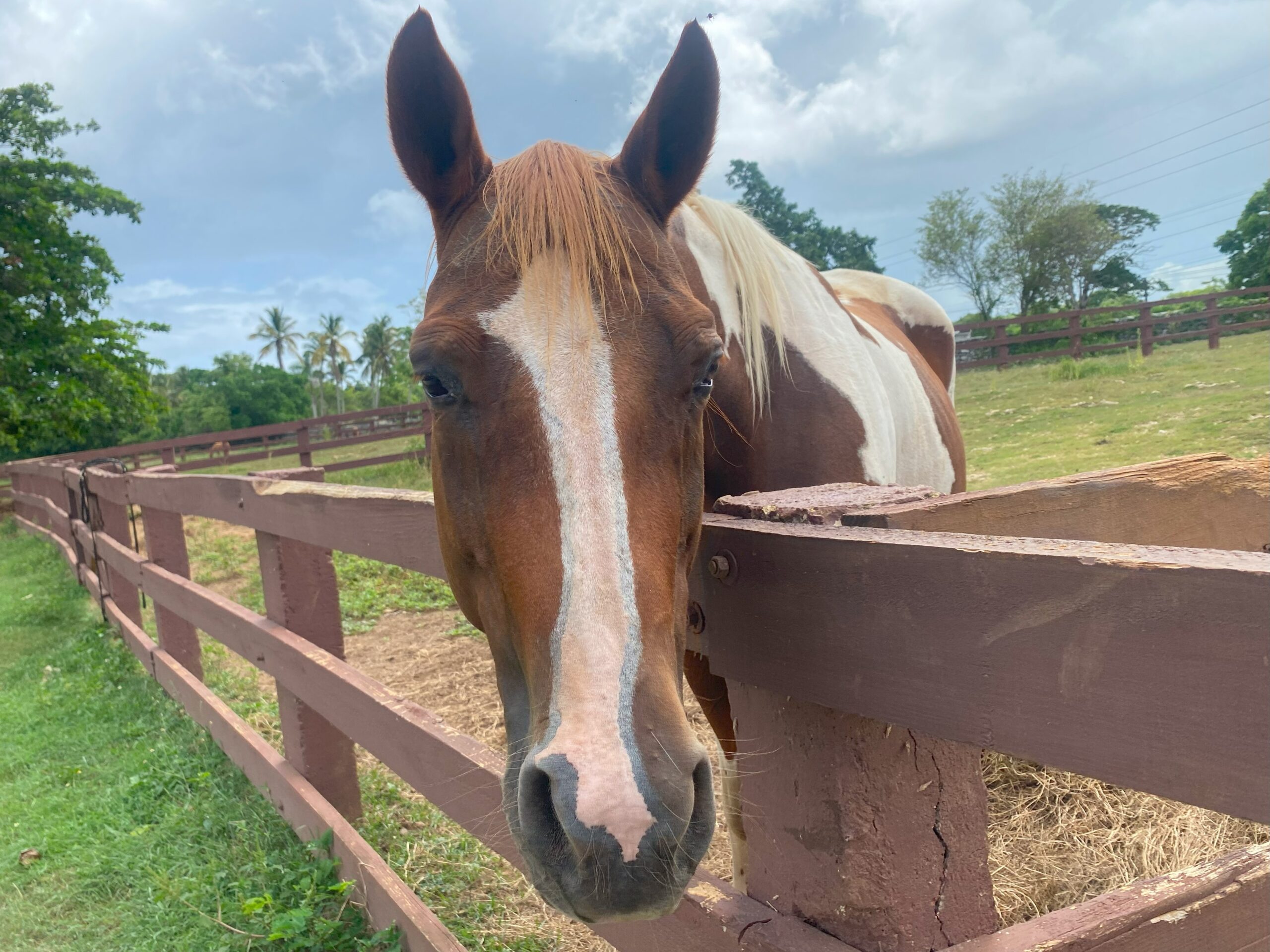 Dos Poco Locos - Dominican Republic